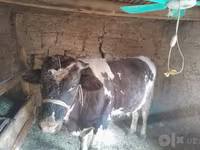 Byk, Russian Black pied cattle — zdjęcie 5