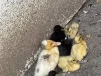 Ducks — zdjęcie 1
