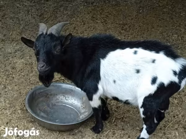 Kozioł, Nigerian dwarf goats