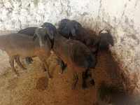 भेड़ें (लॉट, लिंग निर्दिष्ट नहीं), भेड़ — फ़ोटो 5