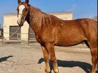 At, Kustanai horse — foto 1