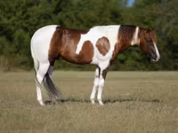 Kůň, American paint horse — foto 1
