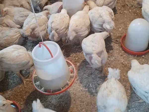 Chickens — Azerbaijan