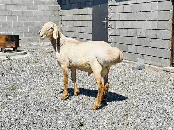 मेढ़ा, Hissar sheep