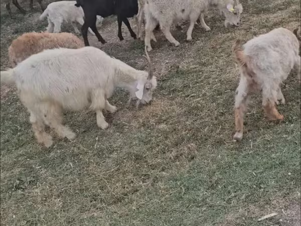 Koza, Kozy