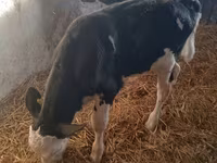 Buğa, Simmental cattle — foto 4