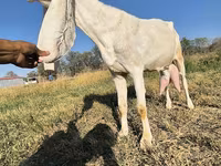 Kozioł, Gulabi goats — zdjęcie 6