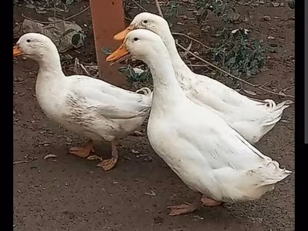Ducks — Azərbaycan