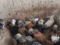 Chickens — photo 2