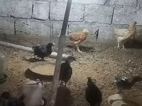 ऑस्ट्रेलॉर्प — फ़ोटो 1