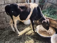 Bull, Cattle — photo 4