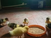 Ducks — photo 4