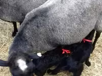 Schaf, Romanov sheep — Foto 3