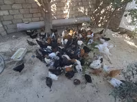 Chickens — photo 2