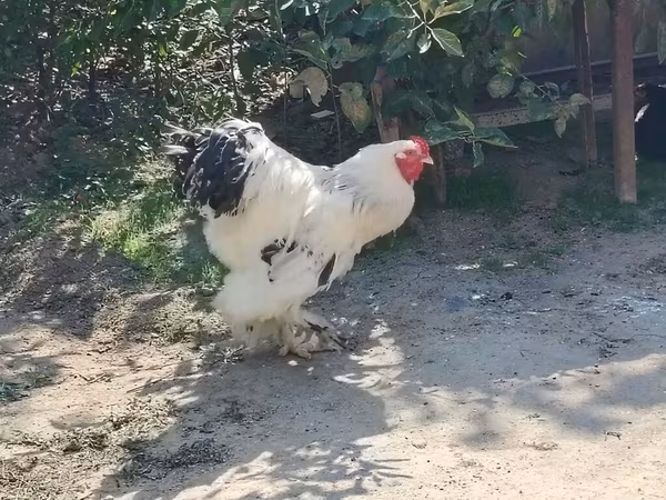Brahma