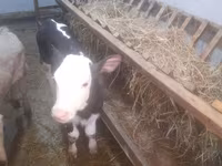 İnək, Simmental cattle — foto 7