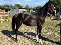 Kobyła, Dutch warmblood horse — zdjęcie 2