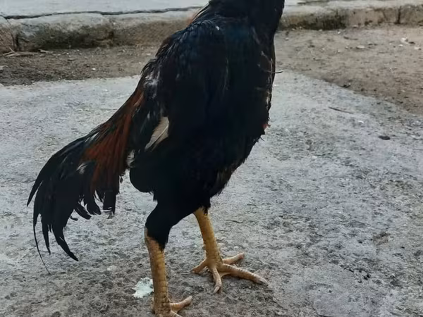 Chickens — Azerbaijan