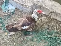 Ducks — foto 4