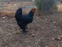 Brahma — foto 4