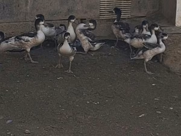 Ducks — Azerbaijan