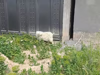 Cabra, Cabras — foto 4