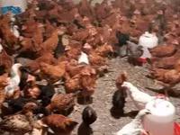 Chickens — Foto 4
