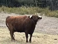 Vaca, Dexter — foto 1