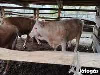Bulle, Simmental cattle — Foto 7