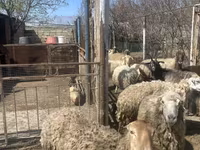 Sheep (batch, sex not specified), Sheep — photo 8