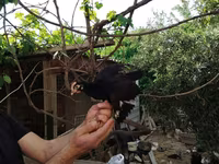 Chickens — photo 3