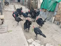 Geniş Sinəli Ağ — foto 3