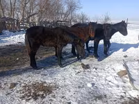 At, Yakutian horse — foto 2