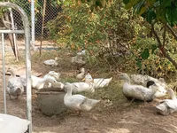 Ducks — foto 1