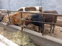Býk, Swiss cattle — foto 3