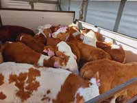 Buğa, Simmental cattle — foto 2