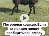 Qoyun, Qoyunlar — foto 2