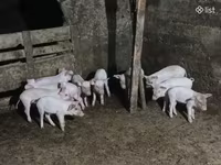 Eber, Schweine — Foto 2