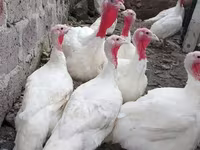 Geese — foto 2