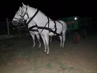Cavalo, Cavalos — foto 1