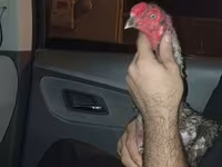 Chickens — photo 6