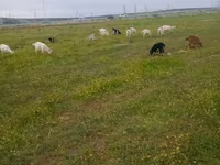 Məhsul: Təbii keçi pendiri Təsvir:təmiz iysiz qoxusuz keçi pendiri və — foto 3