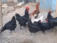 Australorp — Foto 5