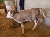 Bull, Red-spotted breed — photo 7