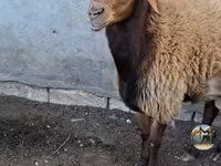 Ram, Sheep — photo 1