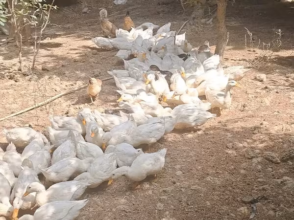 German Pekin