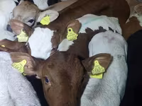 Buğa, Simmental cattle — foto 3