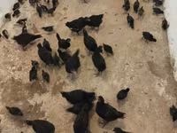 Australorp — foto 2