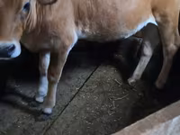 Cow, Simmental cattle — photo 1