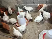 Chickens — foto 1